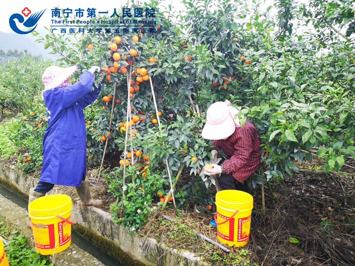 消费扶贫再发力|我院购买贫困村万斤沃柑助力脱贫攻坚